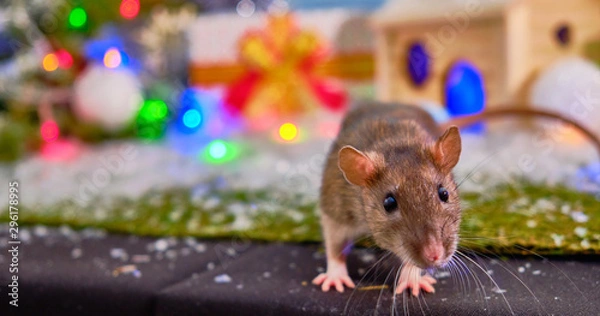 Fototapeta A gray rat near a Christmas tree and a wooden house with gift boxes. Chinese New year 2020. Symbol of 2020. Christmas 2020