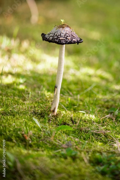 Obraz Coprinus comatus