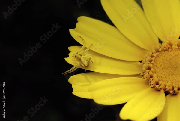 Obraz araignée jaune sur fleur jaune
