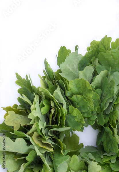 Fototapeta Wreath of oak leaves. Isolated on white. Latvian Midsummer holiday symbol. Wreath of oak leaves is the most used male head decor for Latvian National Holiday called “Jani” (Man's name). Place for text