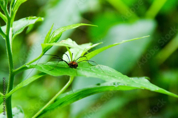 Fototapeta bug on a leaf