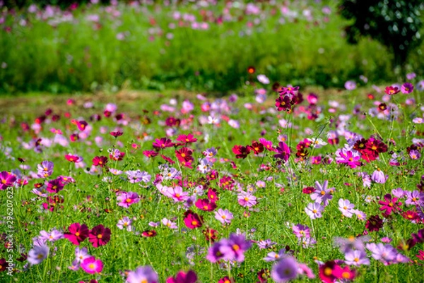Fototapeta 農業公園のコスモス