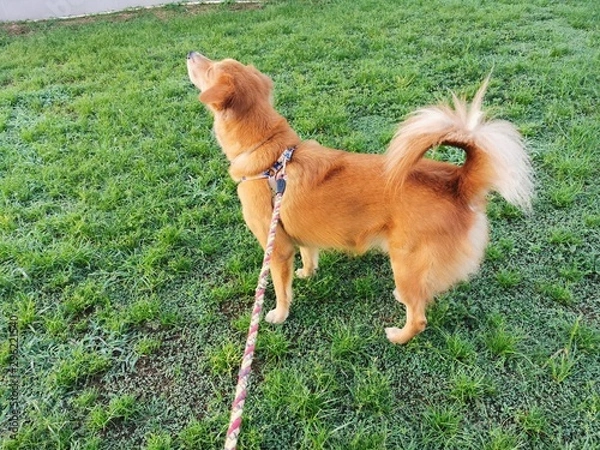 Obraz dog on the grass