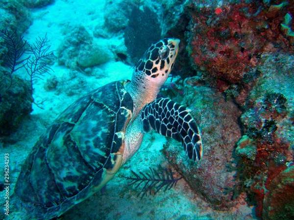 Fototapeta Sea Turtle