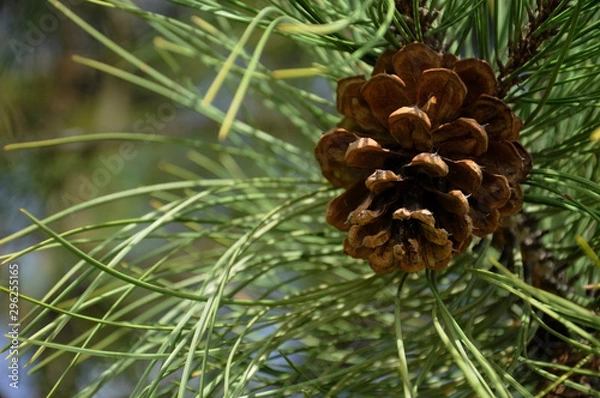 Fototapeta Pine Cone