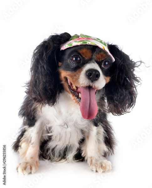 Obraz cavalier king charles