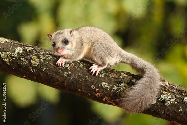 Obraz Cute Dormouse, Glis glis on the branch