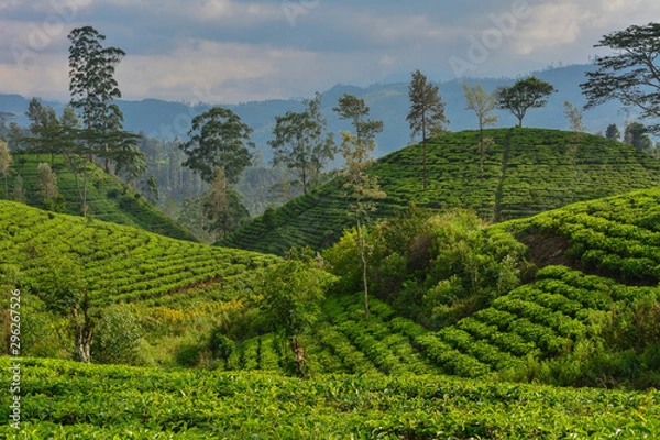 Obraz Sri Lanka tea plantations