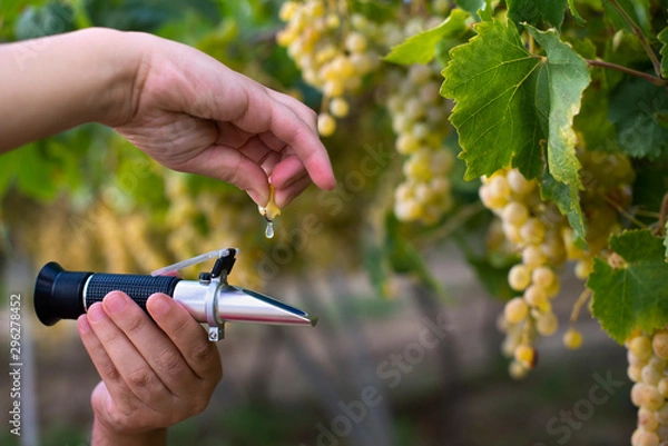 Obraz Farmer measure grape sweetness with refractometer.