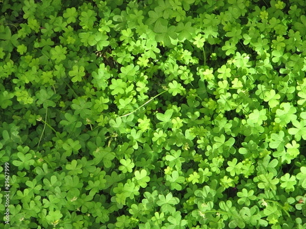 Fototapeta Clover leafs