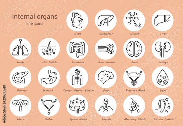 Fototapeta Large set of linear vector icons of human organs with signatures.