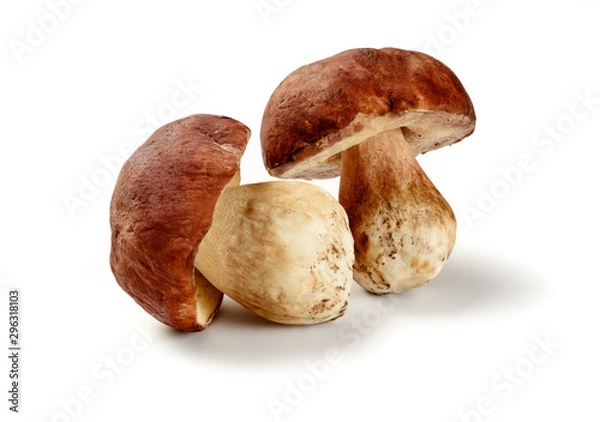 Fototapeta boletus edulis isolated