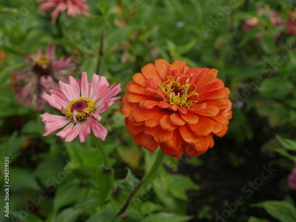 Fototapeta Цветы цинния  оранжевая и розовая