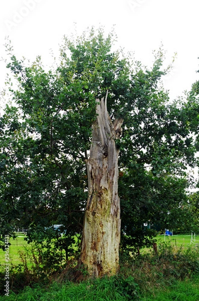 Fototapeta trunk of a dead tree