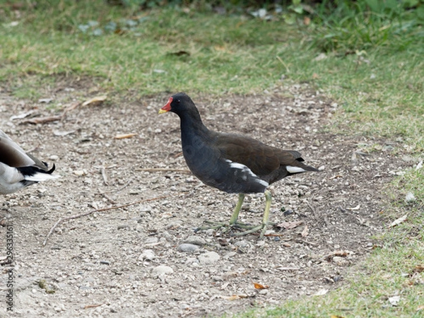 Obraz Gallinula chloropus | Die Teichralle oder Teichhuhn
