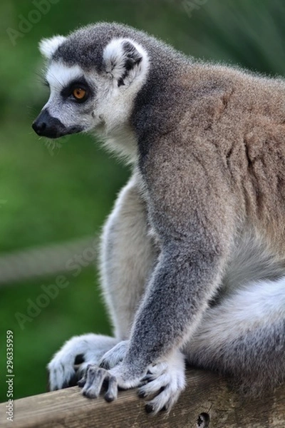 Fototapeta ring tailed lemur on branch of tree