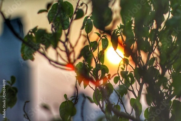 Obraz The sunset behind the green leaves