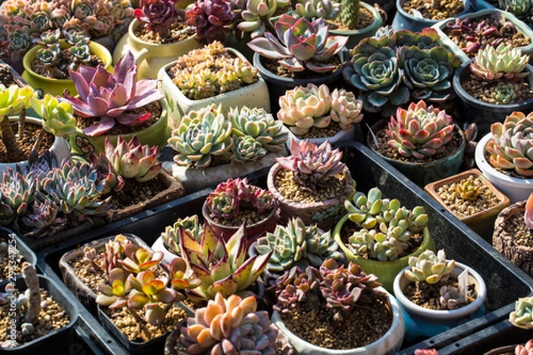 Obraz succulent plant