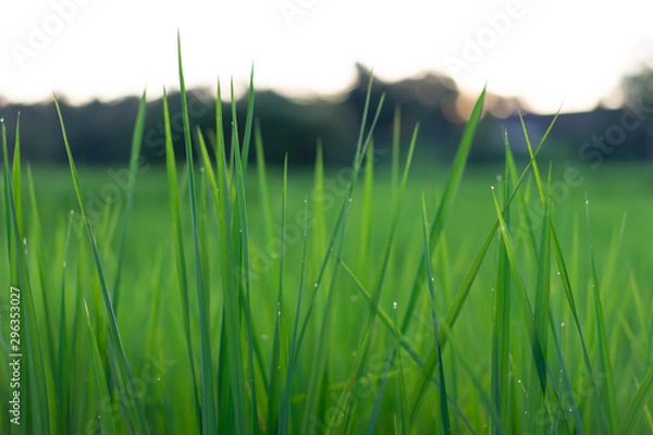 Obraz green grass on black background