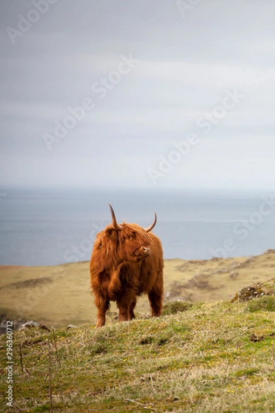 Obraz highland cow by the sea in mull