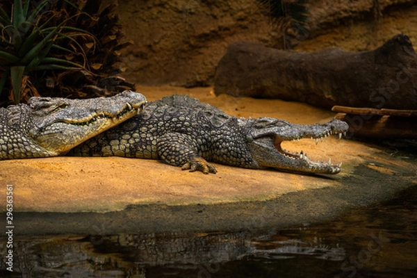 Obraz Krokodile Wildlife