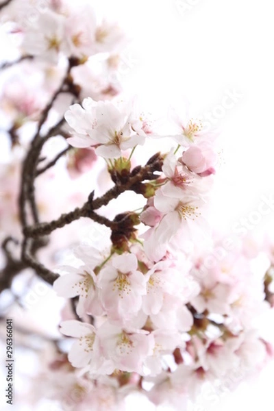 Fototapeta ふくふく地蔵の桜