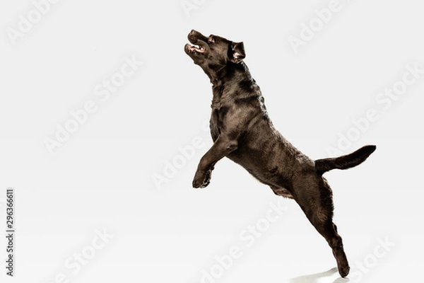 Fototapeta Jump high as he can. Chocolate labrador retriever dog in the studio. Indoor shot of young pet. Funny puppy over white background.