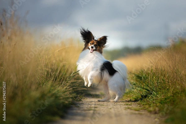 Obraz Happy and crazy papillon dog jumping in the field. Cute and funny dog breed continental toy spaniel having fun outdoors