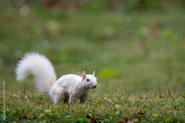 Obraz white squirrel