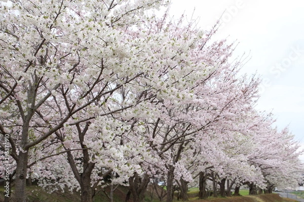 Obraz 太陽の広場の桜