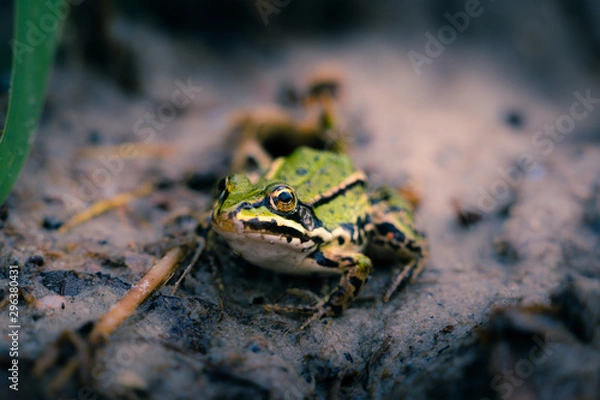 Obraz Euopäischer Laubfrosch