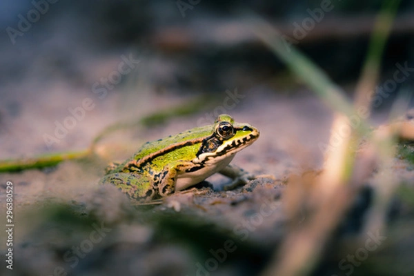 Obraz Euopäischer Laubfrosch