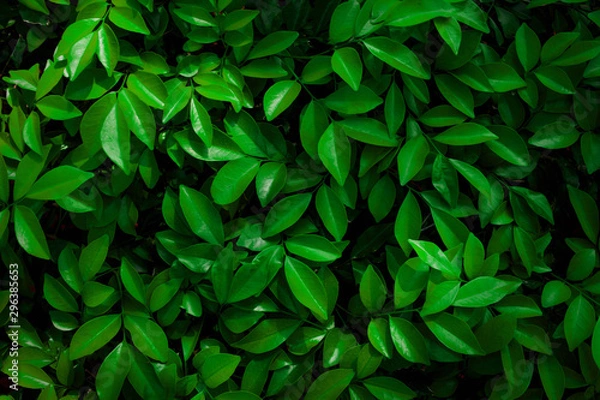 Obraz tropical leaf, abstract green leaf texture, nature background