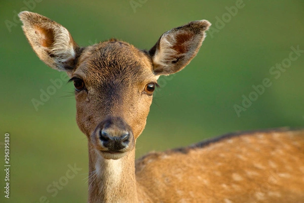 Obraz Portret samicy daniela (Dama dama)