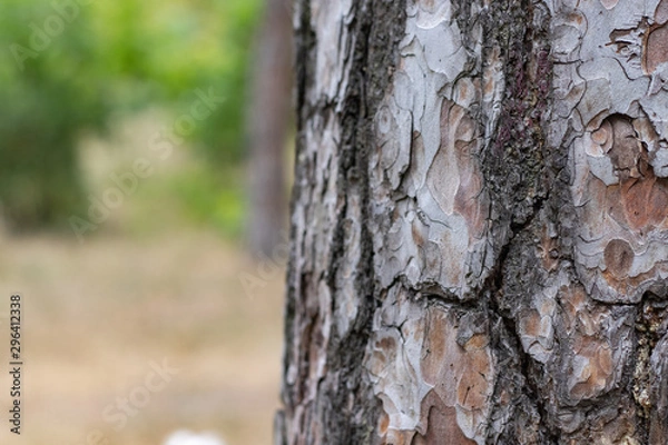 Fototapeta Pine Tree Trunk Bark Texture Close up on park bg
