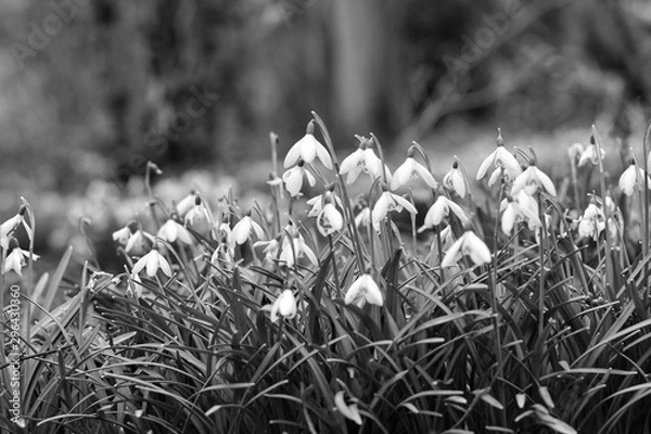 Fototapeta spring white flowers