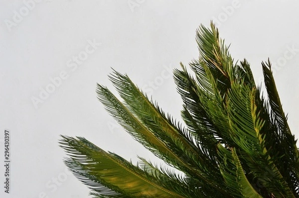 Fototapeta branch of a tree exotic