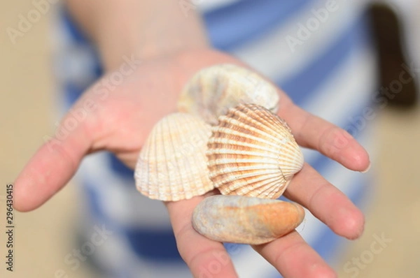 Fototapeta shells in hand