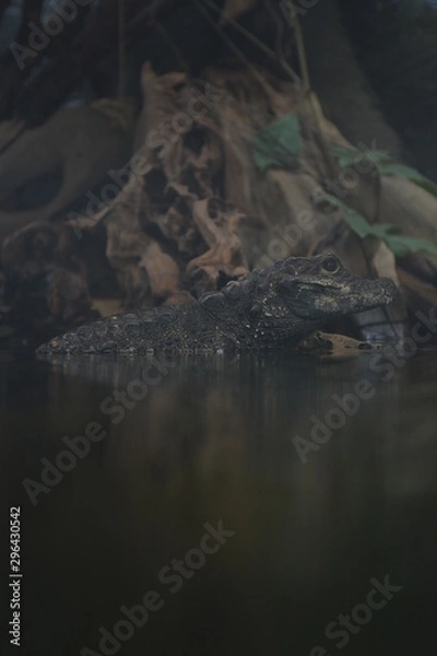 Fototapeta crocodile in water