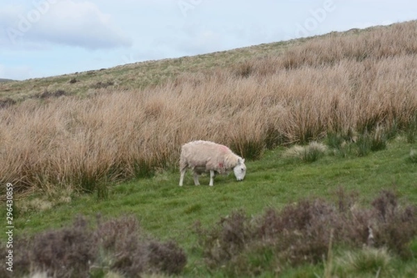 Fototapeta sheep on pasture