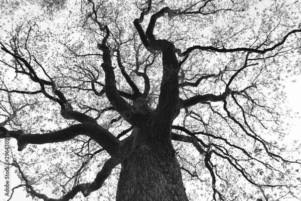 Fototapeta tree on a white background