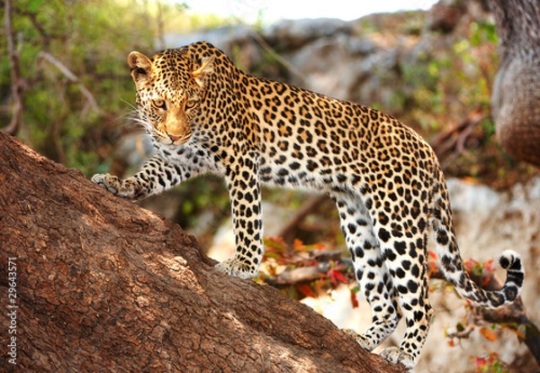 Obraz Leopard standing on the tree