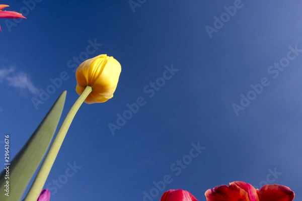 Fototapeta Glücklich nach oben