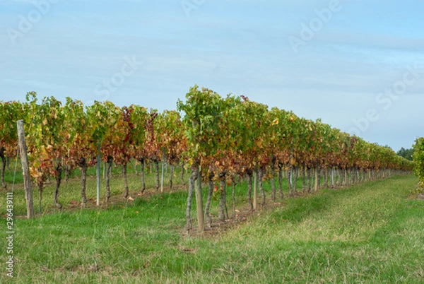 Obraz vignes en gironde