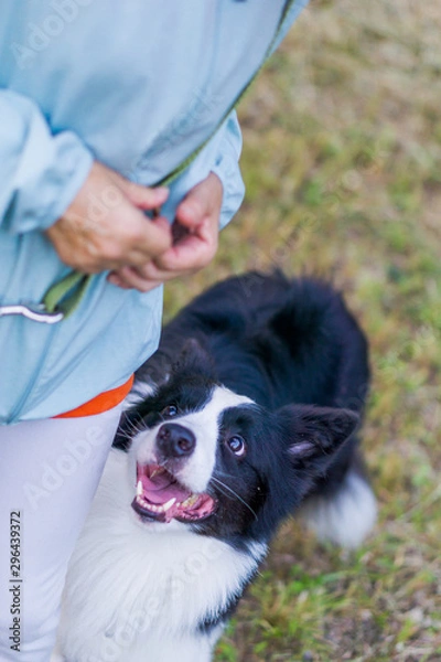 Fototapeta ボーダーコリー　犬