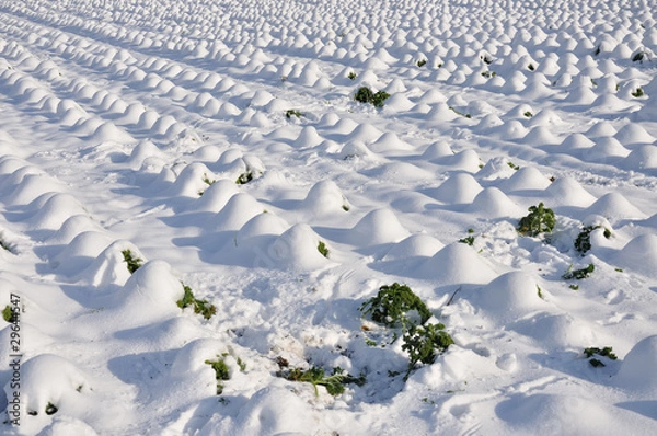 Obraz Kohlfeld im Winter