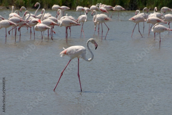 Obraz Flamands roses