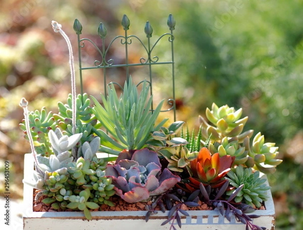 Fototapeta 多肉植物