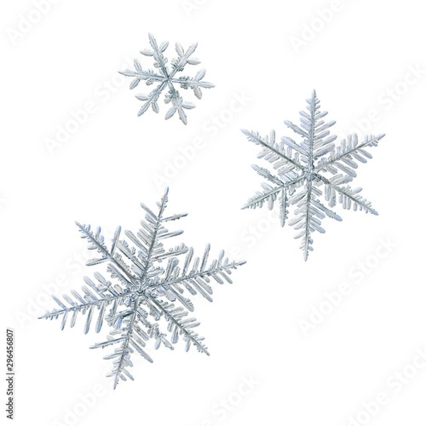 Fototapeta Three snowflakes isolated on white background. Macro photo of real snow crystals: ornate stellar dendrites with complex structure, hexagonal symmetry, flat, thin arms and elegant details.