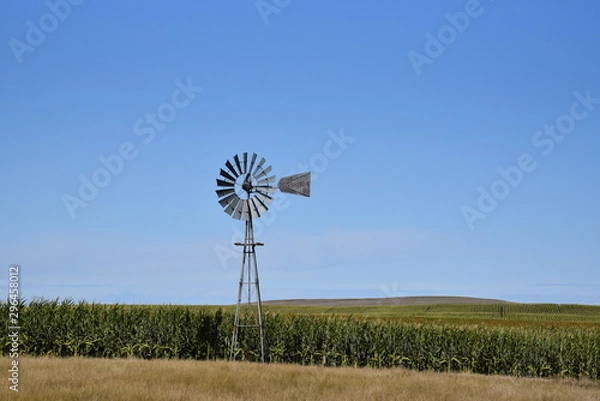 Obraz Windmill and Field